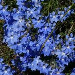 Lechenaultia biloba - Blue Lechenaultia.