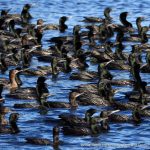 Little Black Cormorant.