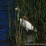 Little Egret.