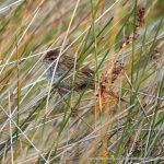 Little Grassbird .