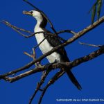 Little Pied Cormorant.