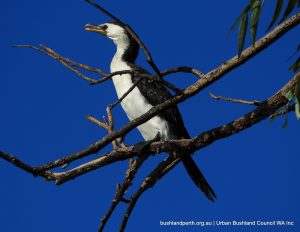 Little Pied Cormorant.