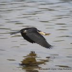 Little Pied Cormorant - Point Walter Spit.