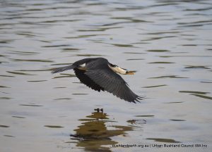 Little Pied Cormorant - Point Walter Spit.