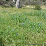 Blue Lupin (Lupinus cosentinii).