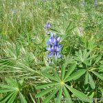 Blue Lupin (Lupinus cosentinii).