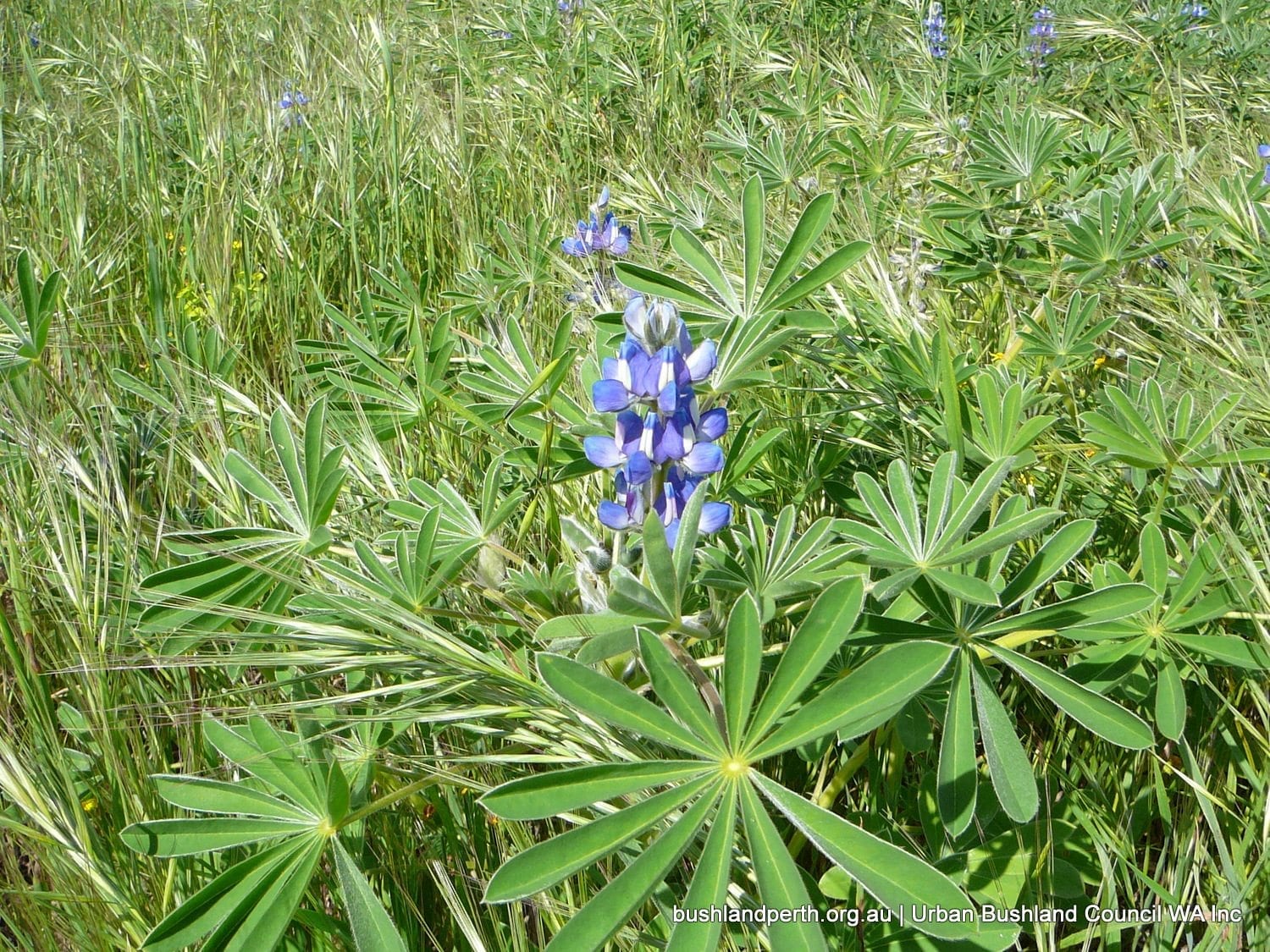 Blue Lupin (Lupinus cosentinii).