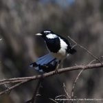 Magpie Lark.