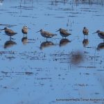 Common Greenshank.