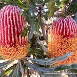 Banksia menzesii - Firewood Banksia.