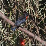 Mistletoe Bird.