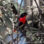 Mistletoe Bird - Baigup Wetlands.