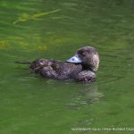 Musk Duck - Lake Monger.