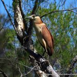 Nankeen Night-heron - Baigup Wetlands.