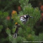 New Holland Honeyeater.