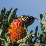 Firewood Banksia (Banksia menziesii).