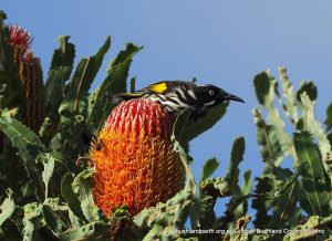 Firewood Banksia (Banksia menziesii).