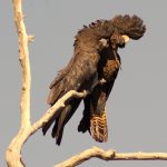 Forest Red-tailed Black Cockatoo.