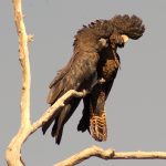 Red-tailed Black Cockatoos.