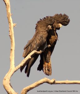 Forest Red-tailed Black Cockatoo.