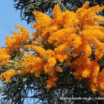 Nuytsia floribuda - Christmas Tree.