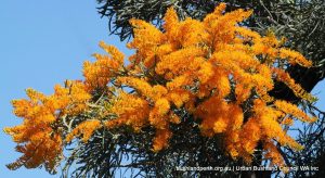 Nuytsia floribuda - Christmas Tree.