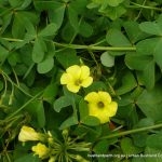 Soursob (Oxalis pes-caprae).