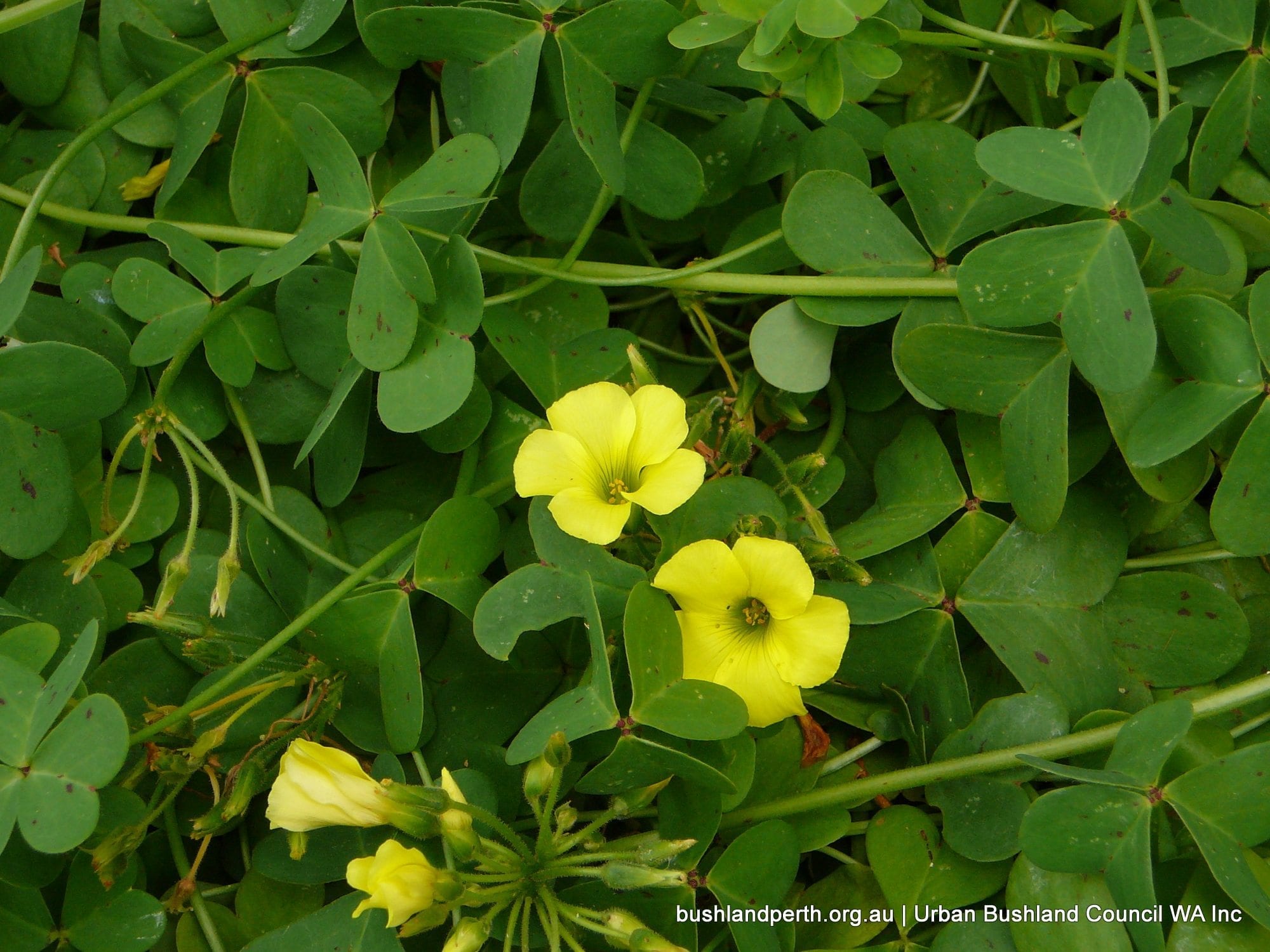 Soursob (Oxalis pes-caprae).