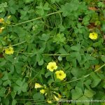 Soursob (Oxalis pes-caprae).