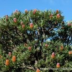 Banksia menzesii