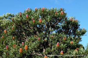 Banksia menzesii