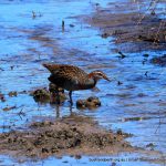 Buff-banded Rail