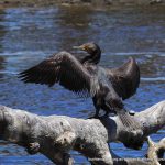 Great Cormorant.