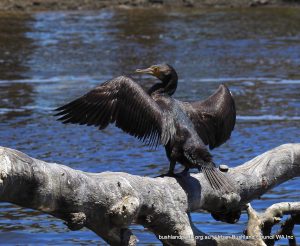 Great Cormorant.