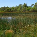 Superb healthy wetland