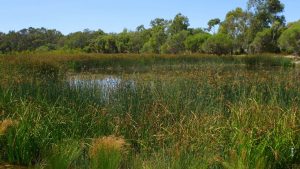 Superb healthy wetland