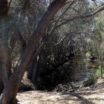 Coolgardie drain; looking south.