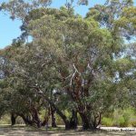 Superb old growth Swamp Gums.