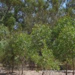 Swamp Gum rehabilitation area.