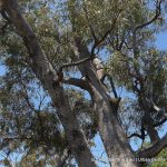 Old growth Tuart crown.