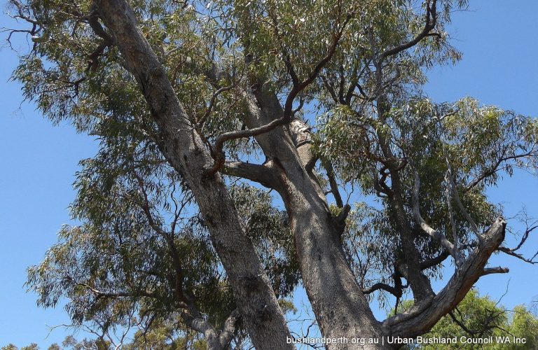 Old growth Tuart crown.