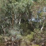 Healthy bushland.