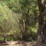 Healthy bushland looking down to the wetland.