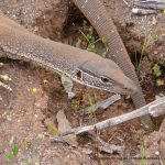 Gould's Goanna.