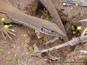 Gould's Goanna.