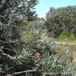 Firewood Banksia (Banksia menziesii).