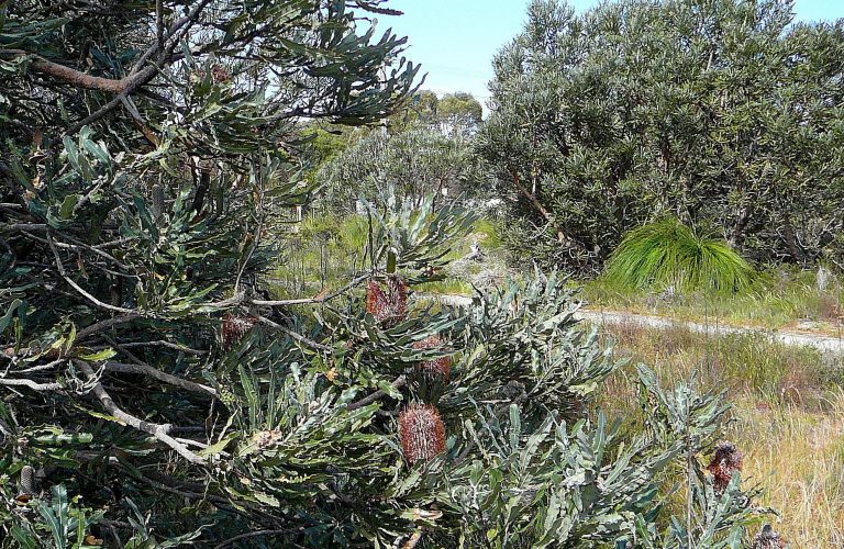 Firewood Banksia (Banksia menziesii).