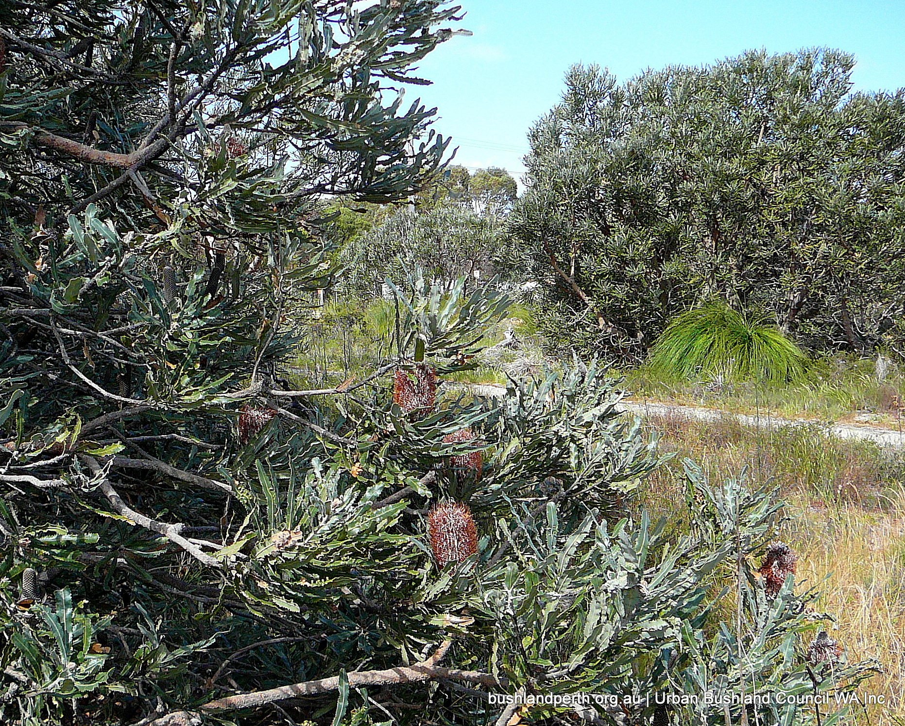 Firewood Banksia (Banksia menziesii).