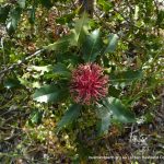 Holly-leaved Banksia (Banksia ilicifolia).