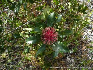 Holly-leaved Banksia (Banksia ilicifolia).